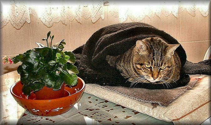 Come è triste perdere la gioventù!