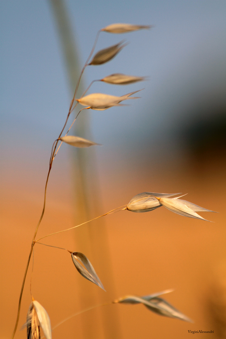 COME GRANO IN MEZZO AL VENTO