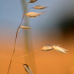 COME GRANO IN MEZZO AL VENTO