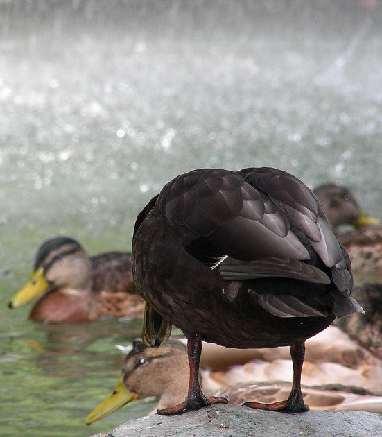 "Com'è l'acqua...?"