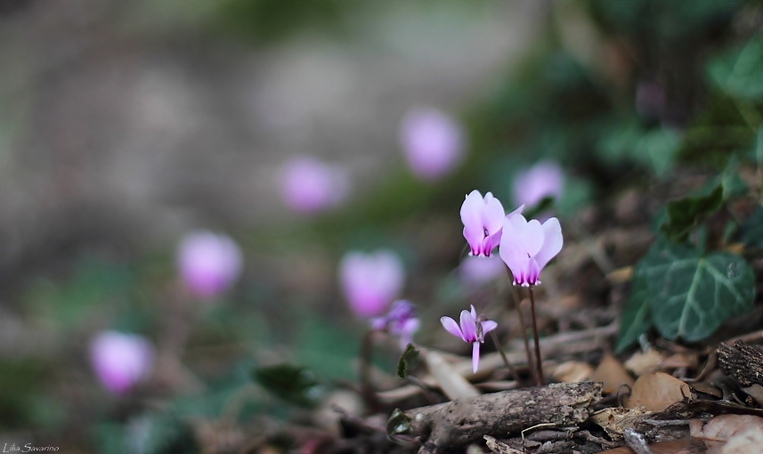 ...come lucciole rosa....