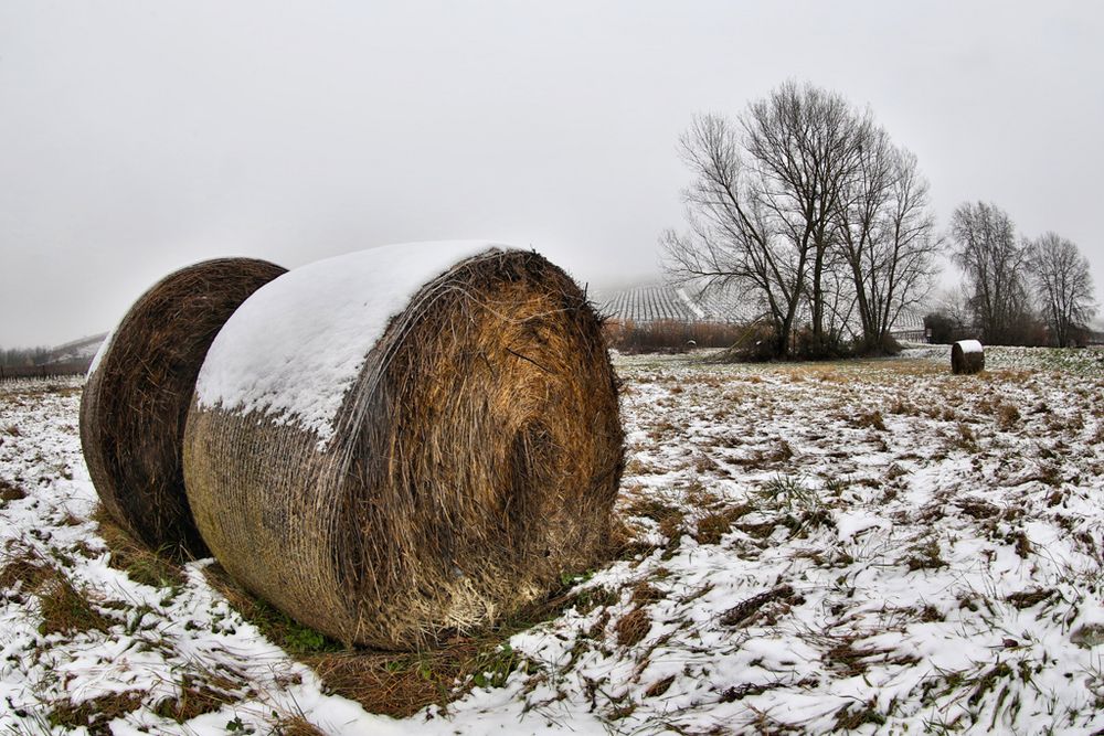 come paglia alla neve