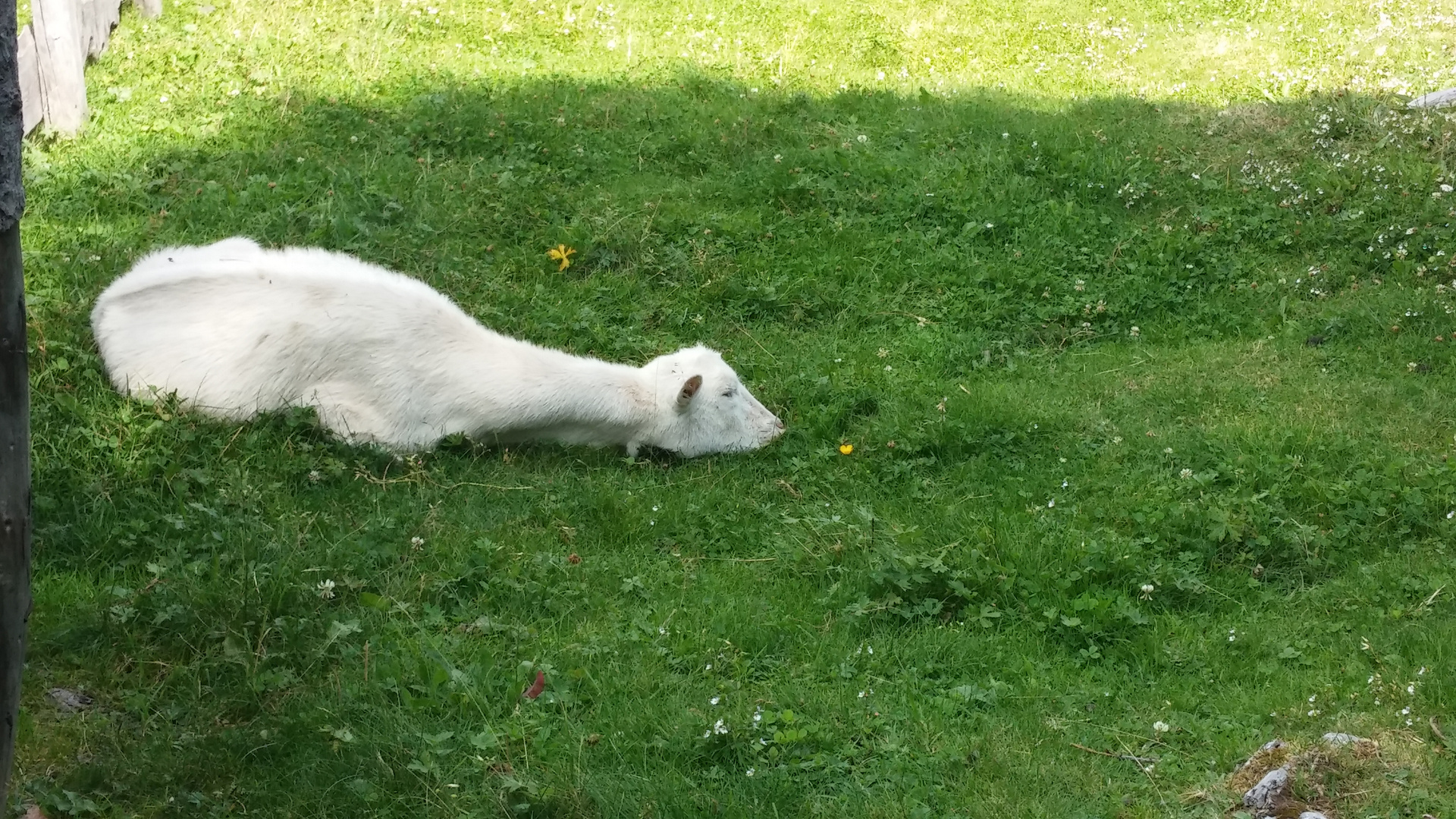 Come sono stanca !!