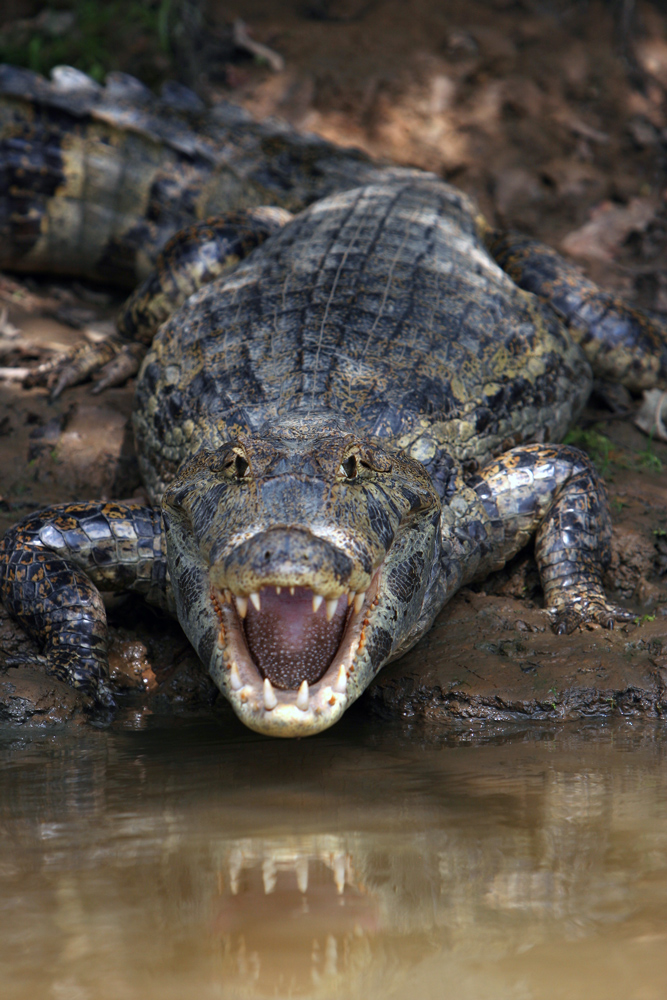 Come to me - 5 meters to death- Aligator Bolivia