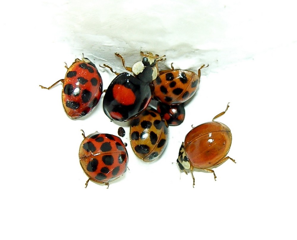 come together / the beetles