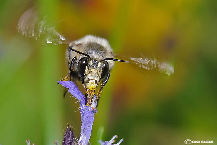 Come un colibrì