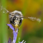 Come un colibrì