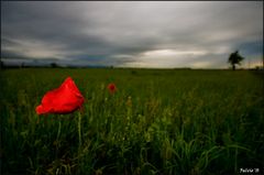 come un fiore di campo