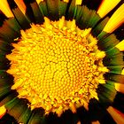 come un girasole