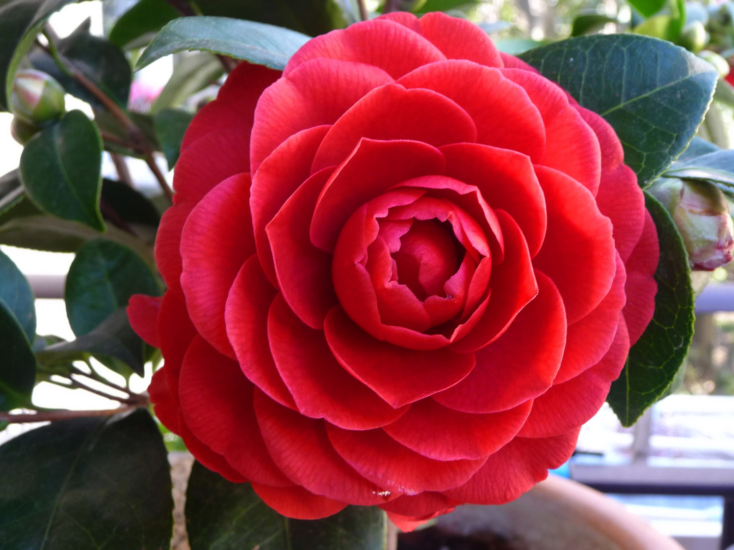 ...come una camelia