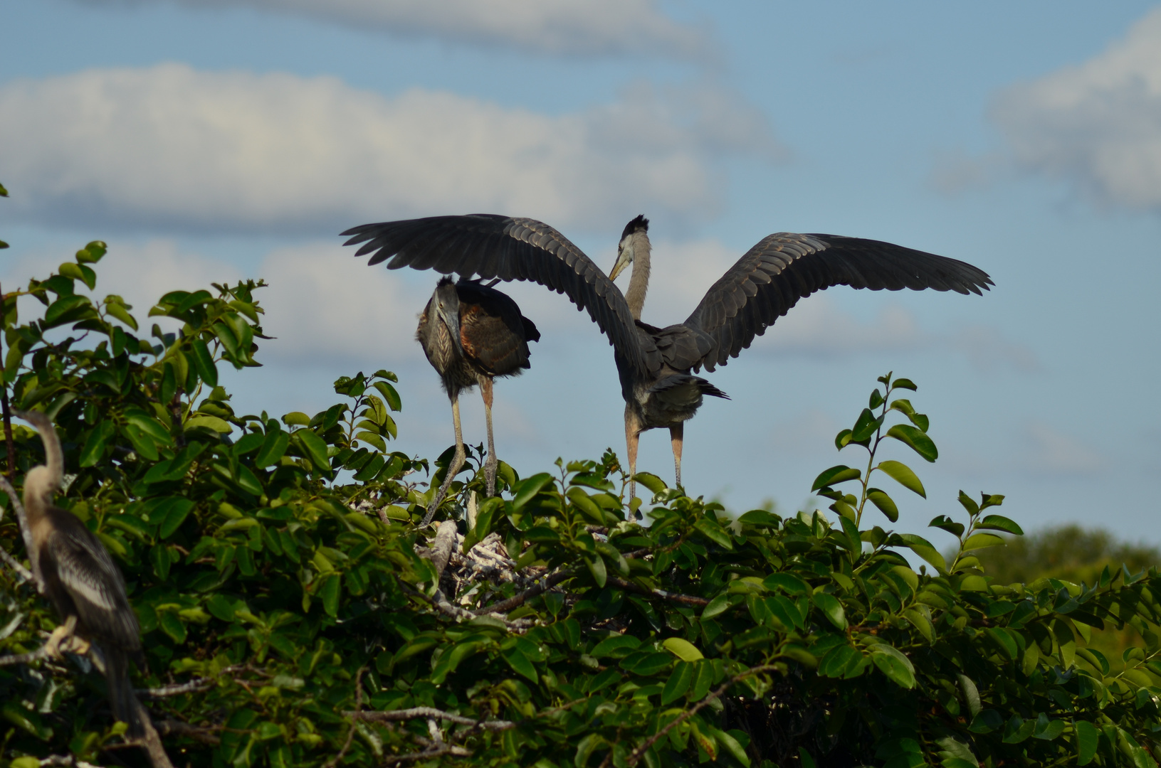 come under my wings