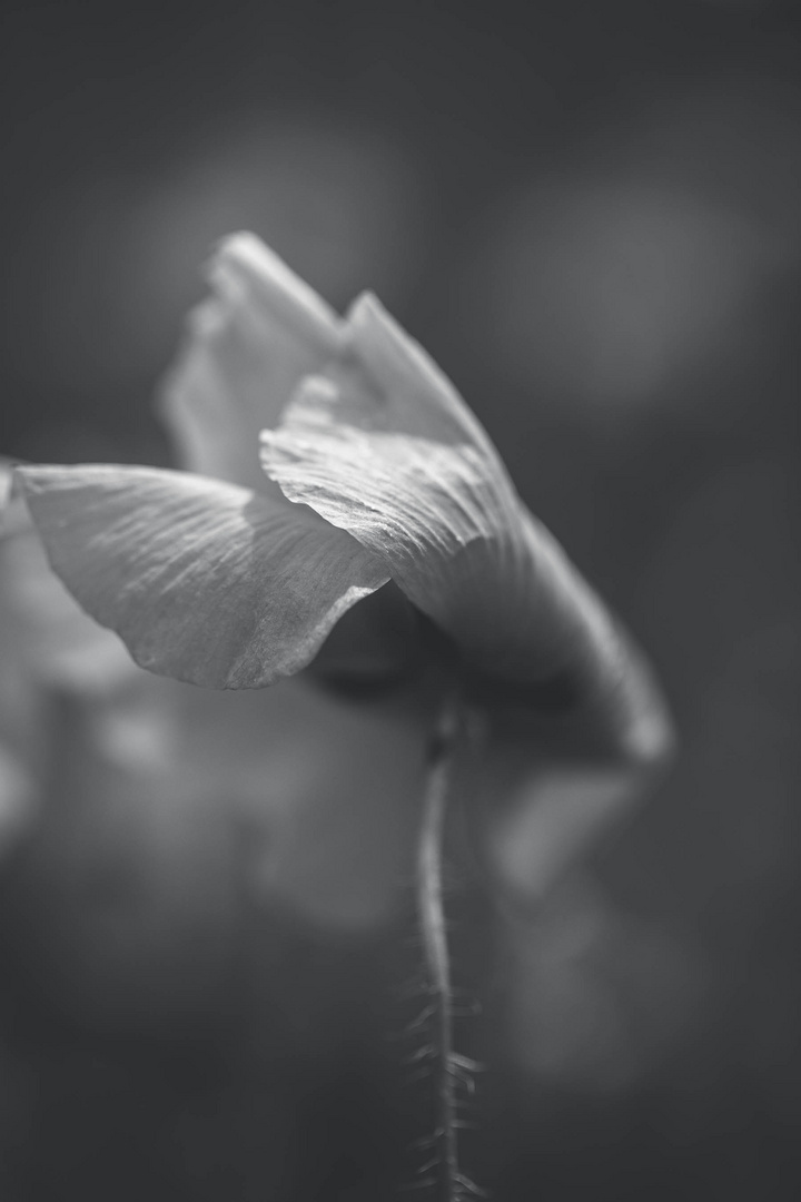 ...come uno schianto che mi colma di luce per un istante immacolato