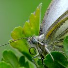 Comeback - Pieris napi