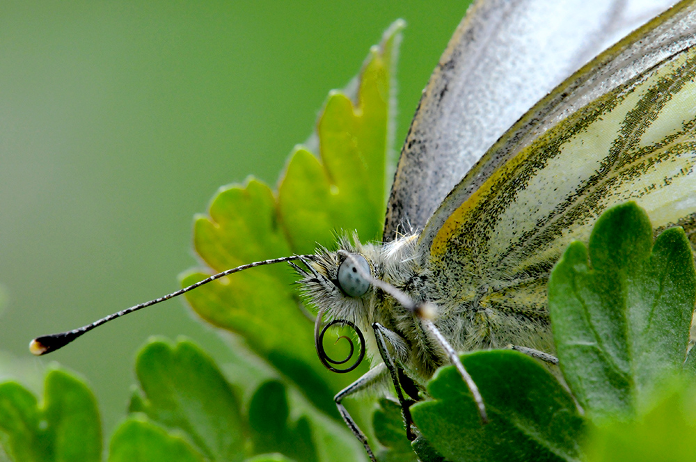 Comeback - Pieris napi