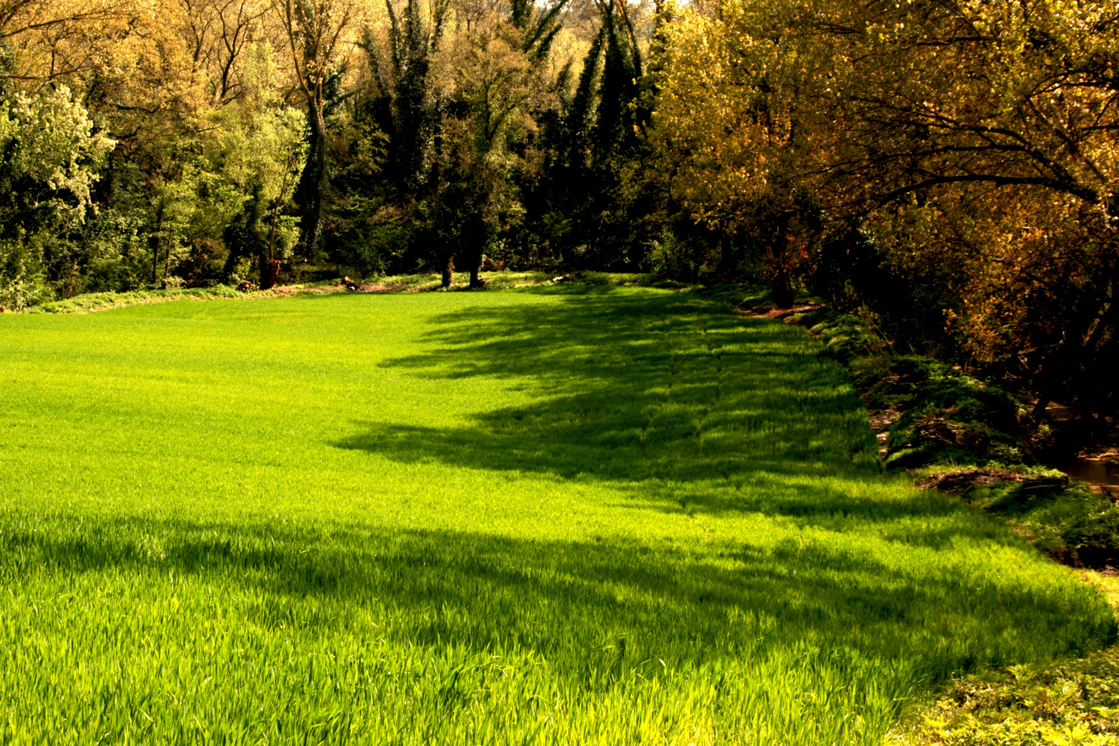 Com'era verde la mia valle (da Vi racconto la mia Terra)