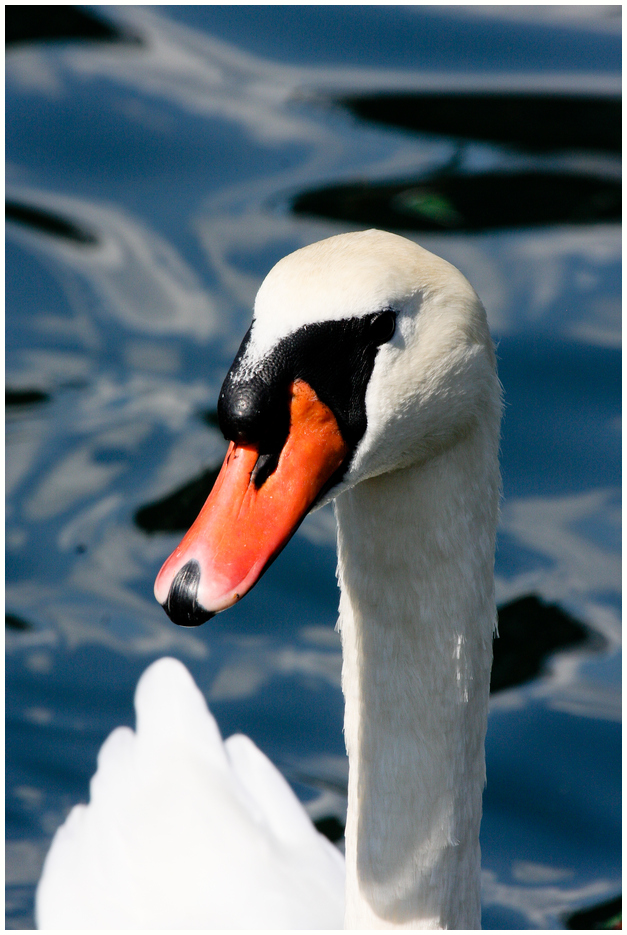 Comersee-Schwan