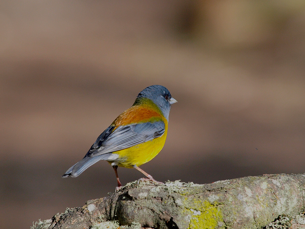 comesebo (Phrygilus patagonicus)