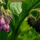 Comfrey