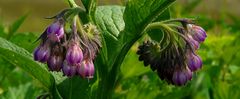 Comfrey