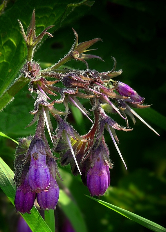 Comfrey