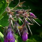 Comfrey