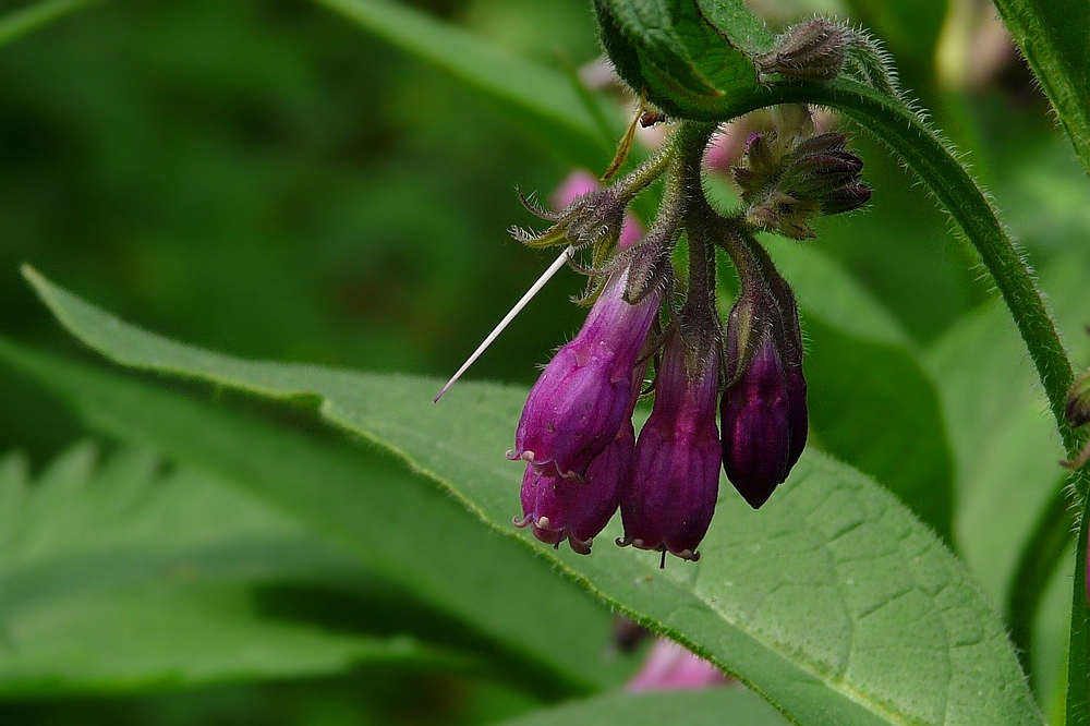 Comfrey