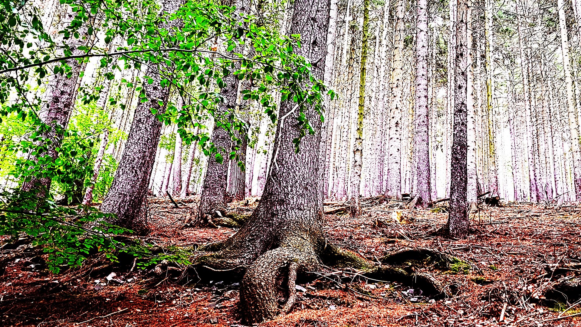 Comic Wald Foto Bild Monatswettbewerbe Natur 19 11 Fest Verwurzelt Bilder Auf Fotocommunity