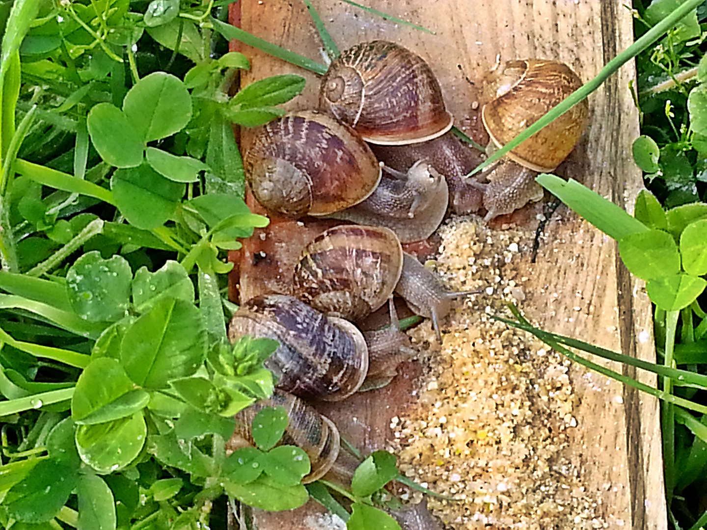 Comida entre amigos