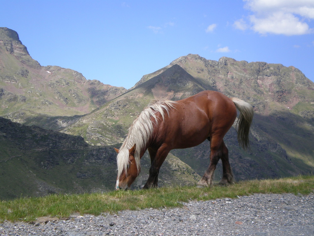 comida sana y pura de andorra