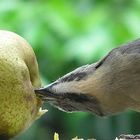 Comiendo