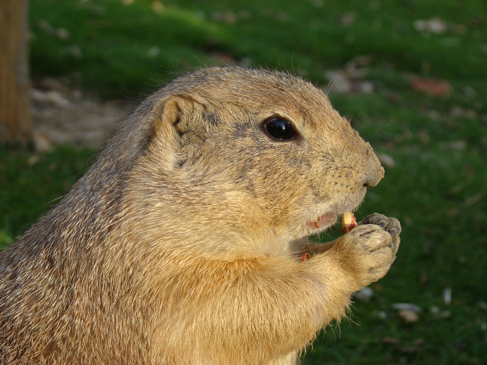 Comiendo