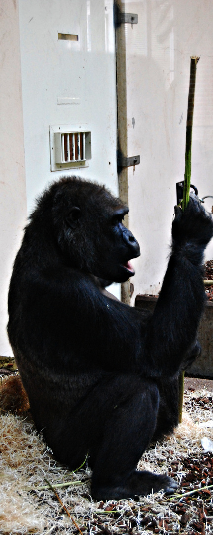 comiendo.