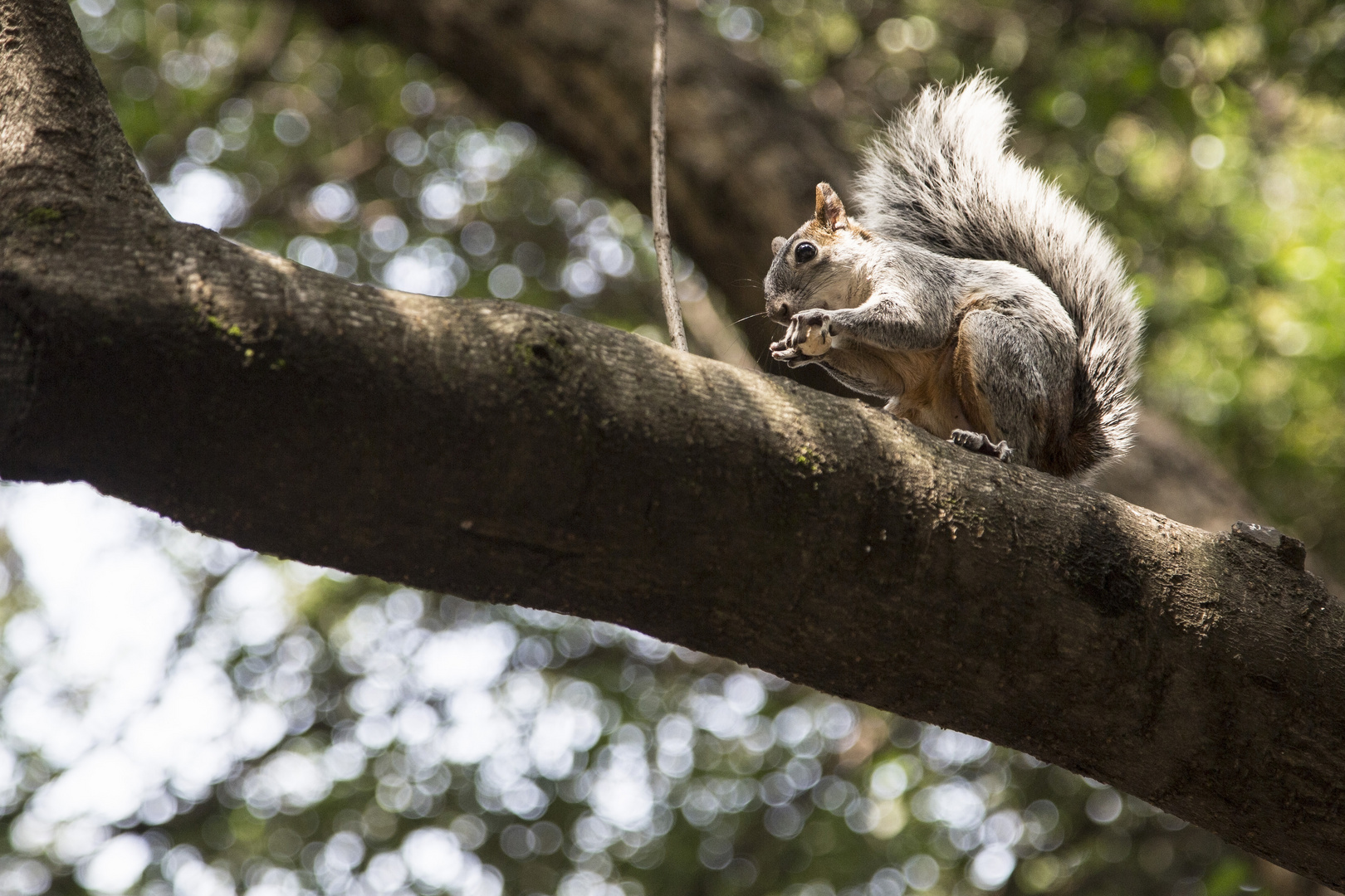 Comiendo en el arbol