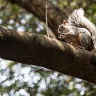 Comiendo en el arbol