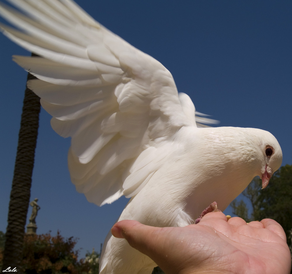 Comiendo en mi mano.