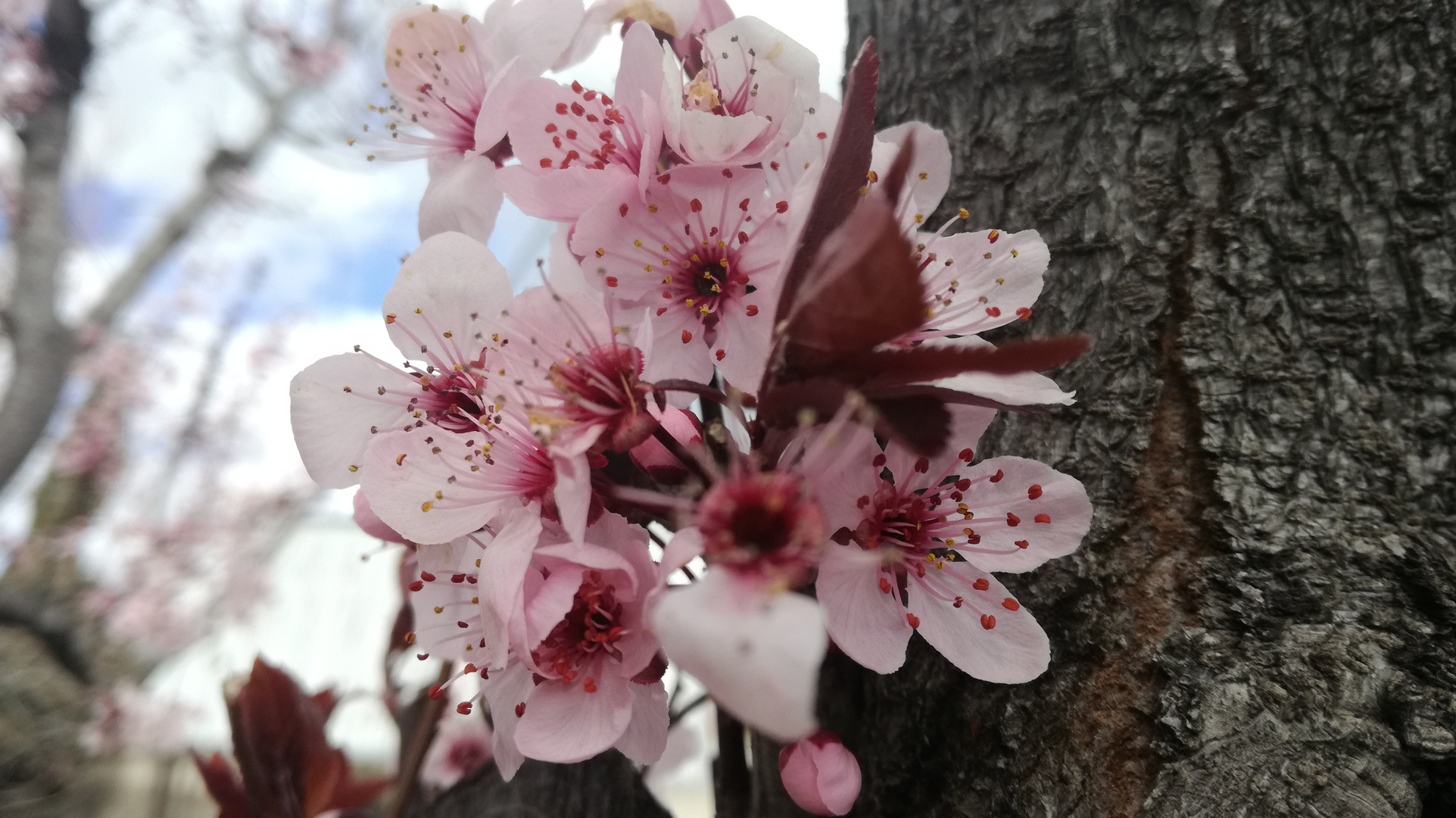 Comienza la primavera