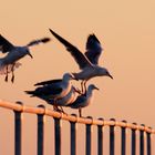 Coming Home - Port Germein, Southern Australia