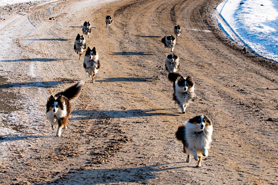 coming home Shelties