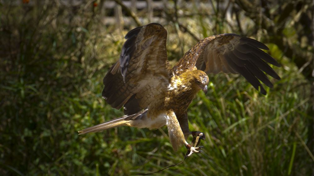 Coming in to land