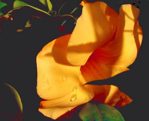 Coming out of the shadows