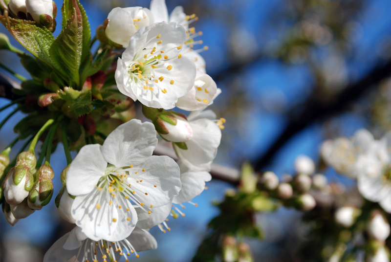 Coming-up-Cherry