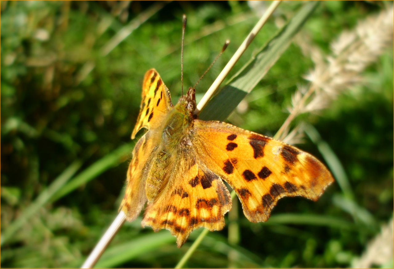 Comma butterfly