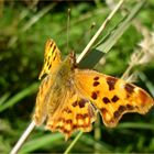 Comma butterfly