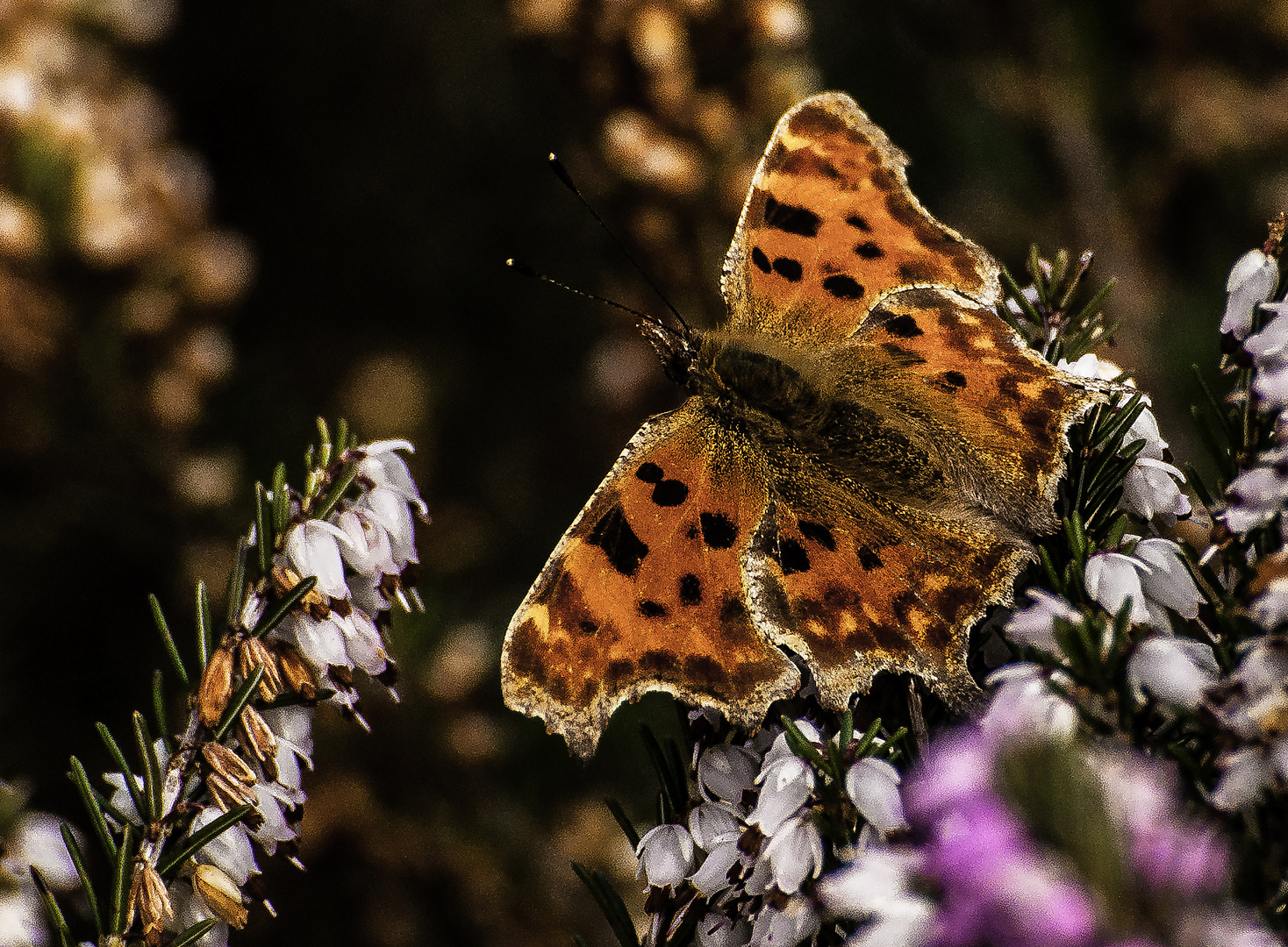 comma Butterfly 2024