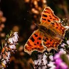 comma Butterfly 2024