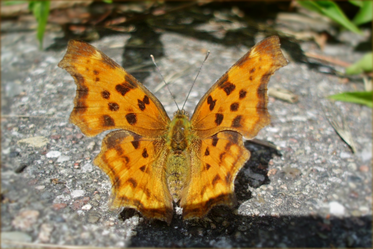 Comma butterfly