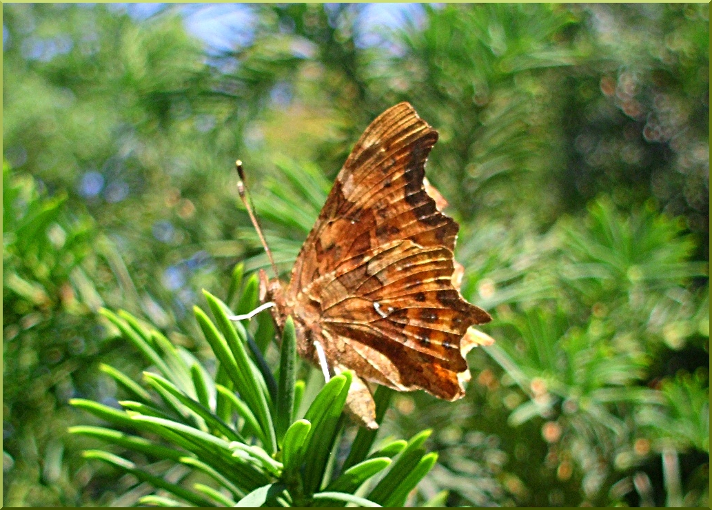 Comma butterfly