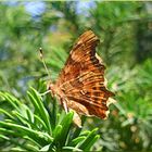 Comma butterfly