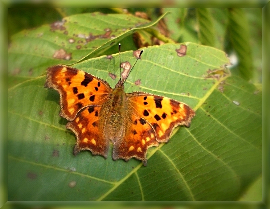 Comma butterfly