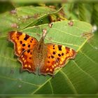 Comma butterfly